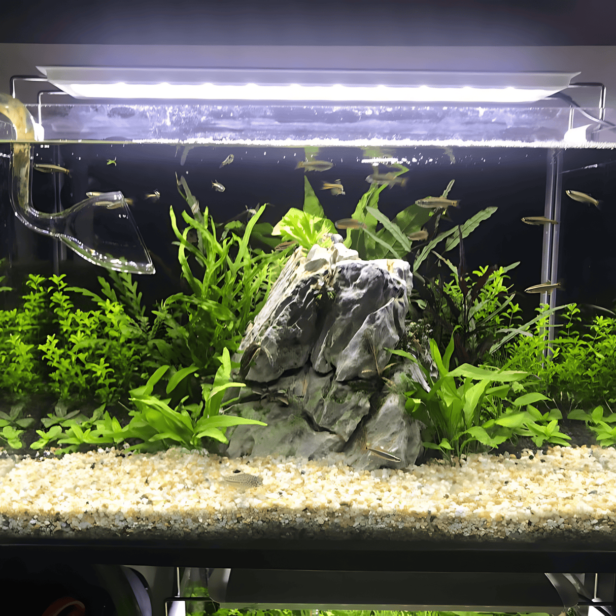 Basic LED lighting - The Aquascape Shop