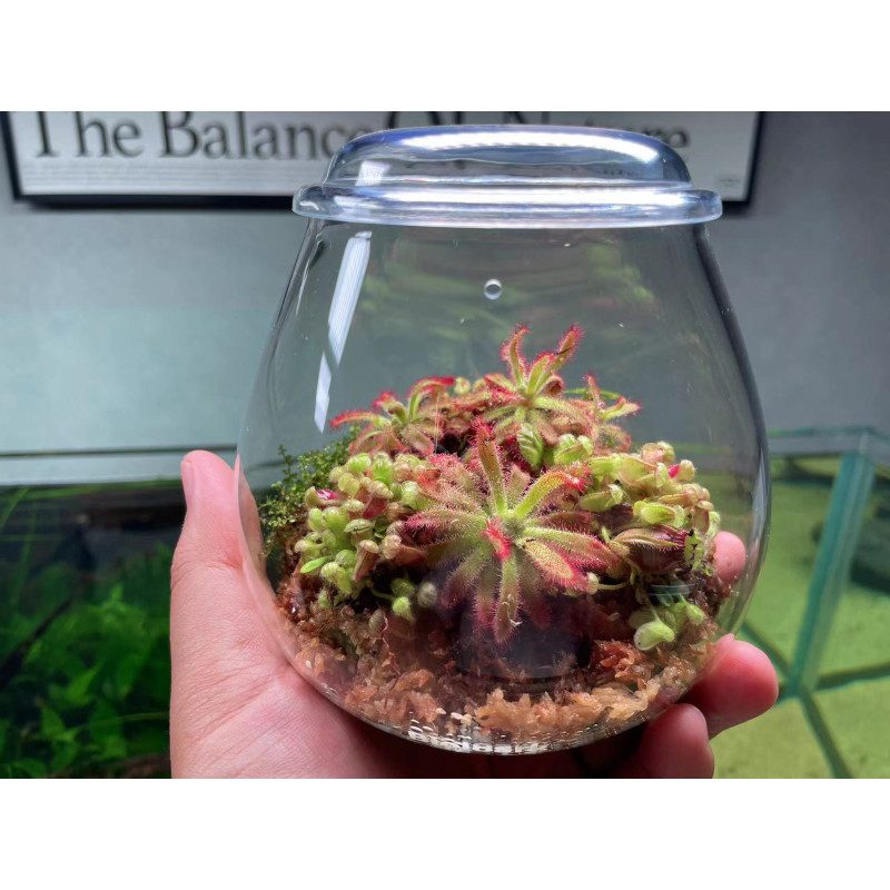 Bioloark Bubble Cup - The Aquascape Shop