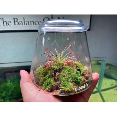 Bioloark Bubble Cup - The Aquascape Shop
