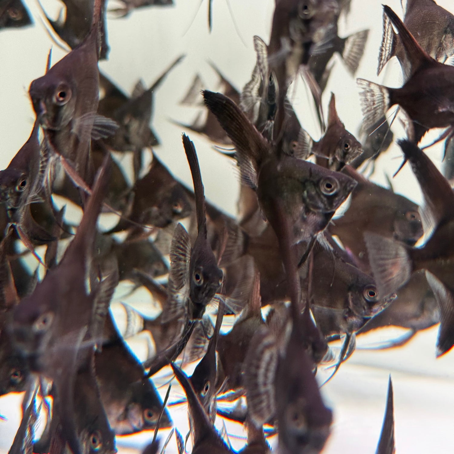 Black Angelfish - The Aquascape Shop