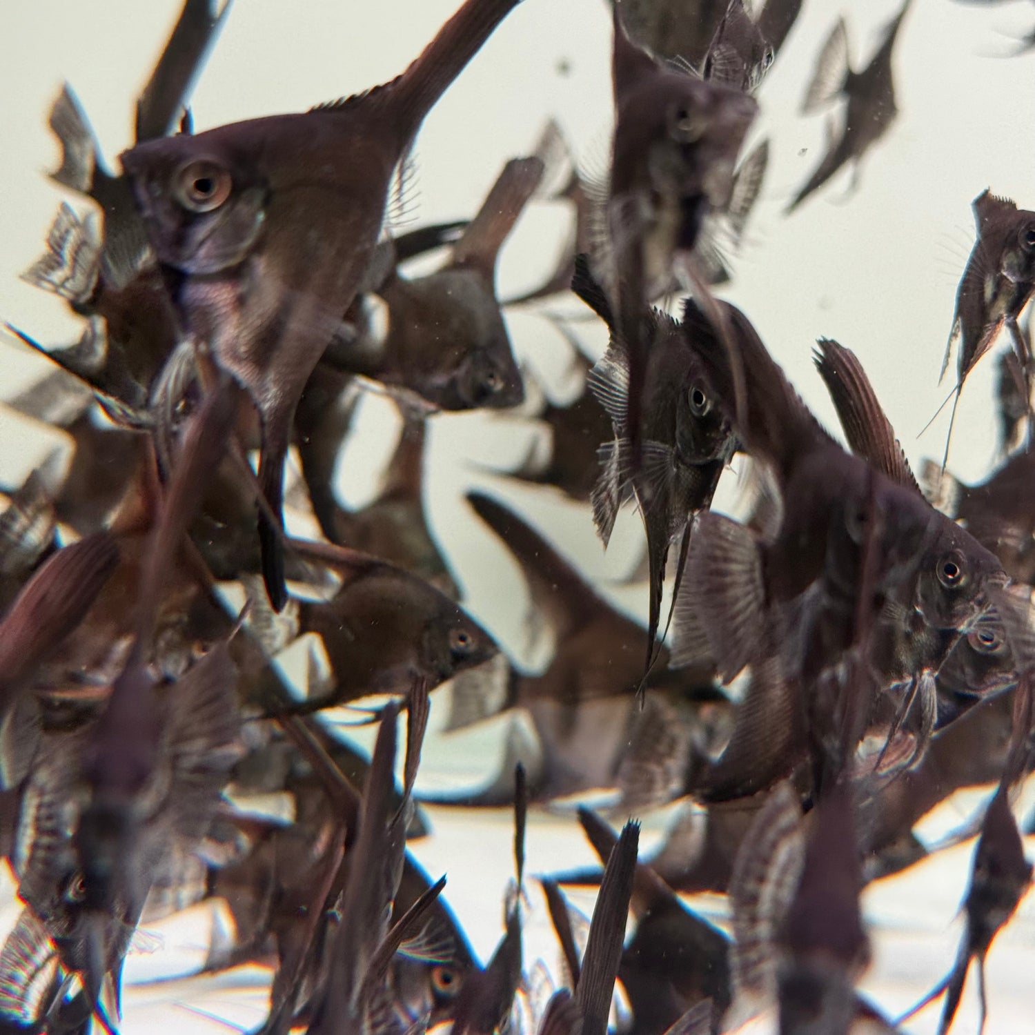 Black Angelfish - The Aquascape Shop