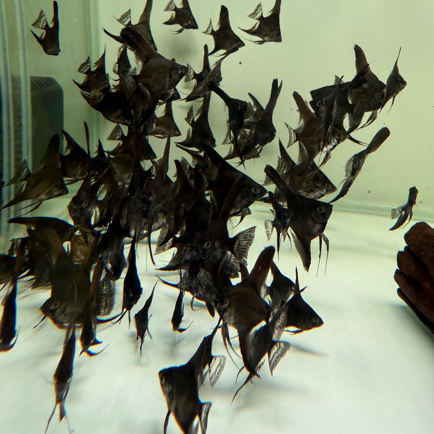 Black Angelfish - The Aquascape Shop
