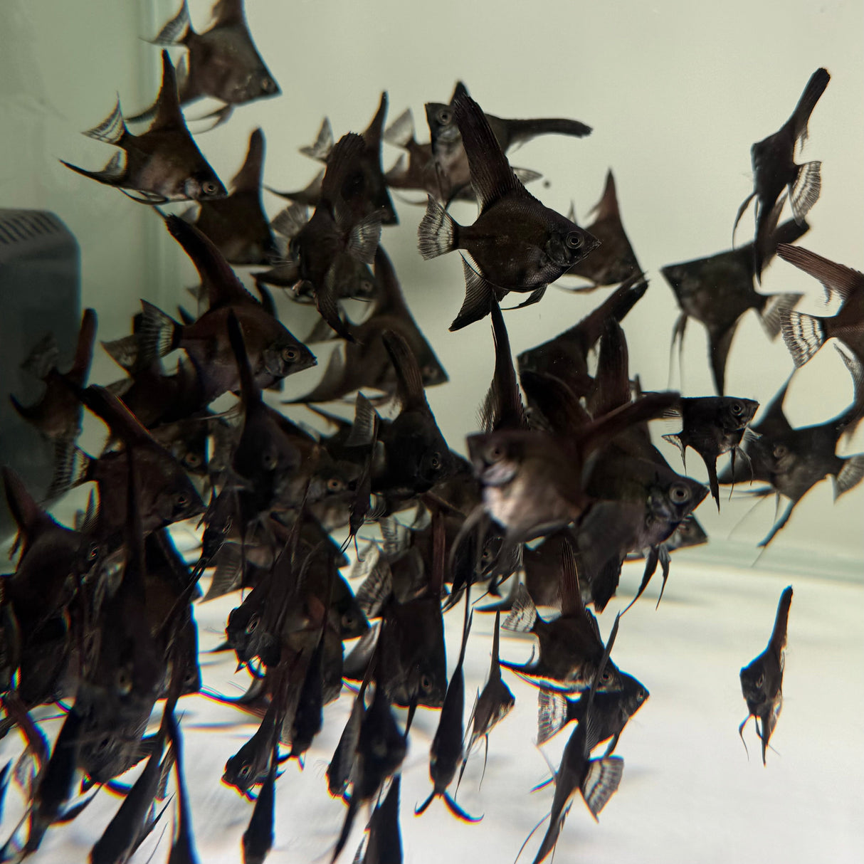 Black Angelfish - The Aquascape Shop
