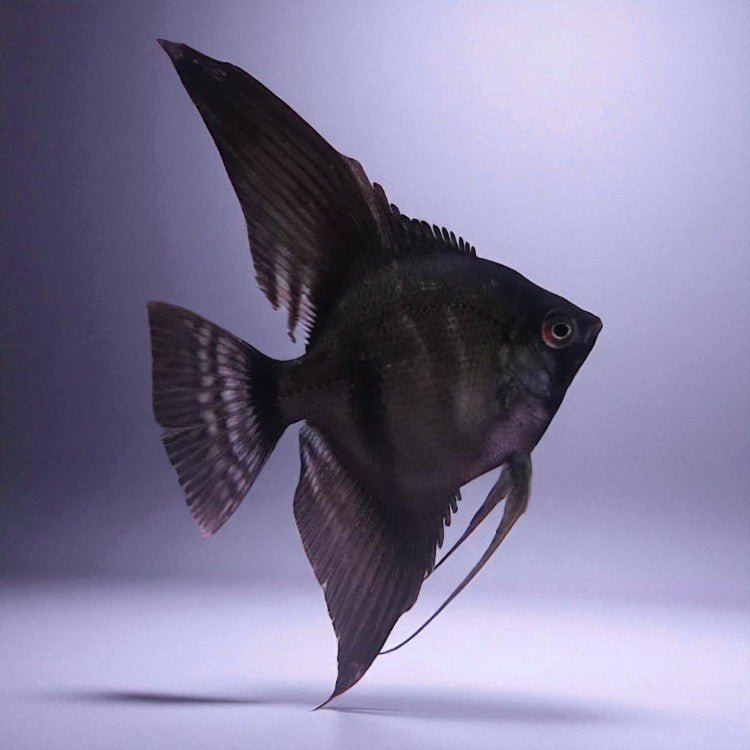 Black Angelfish - The Aquascape Shop