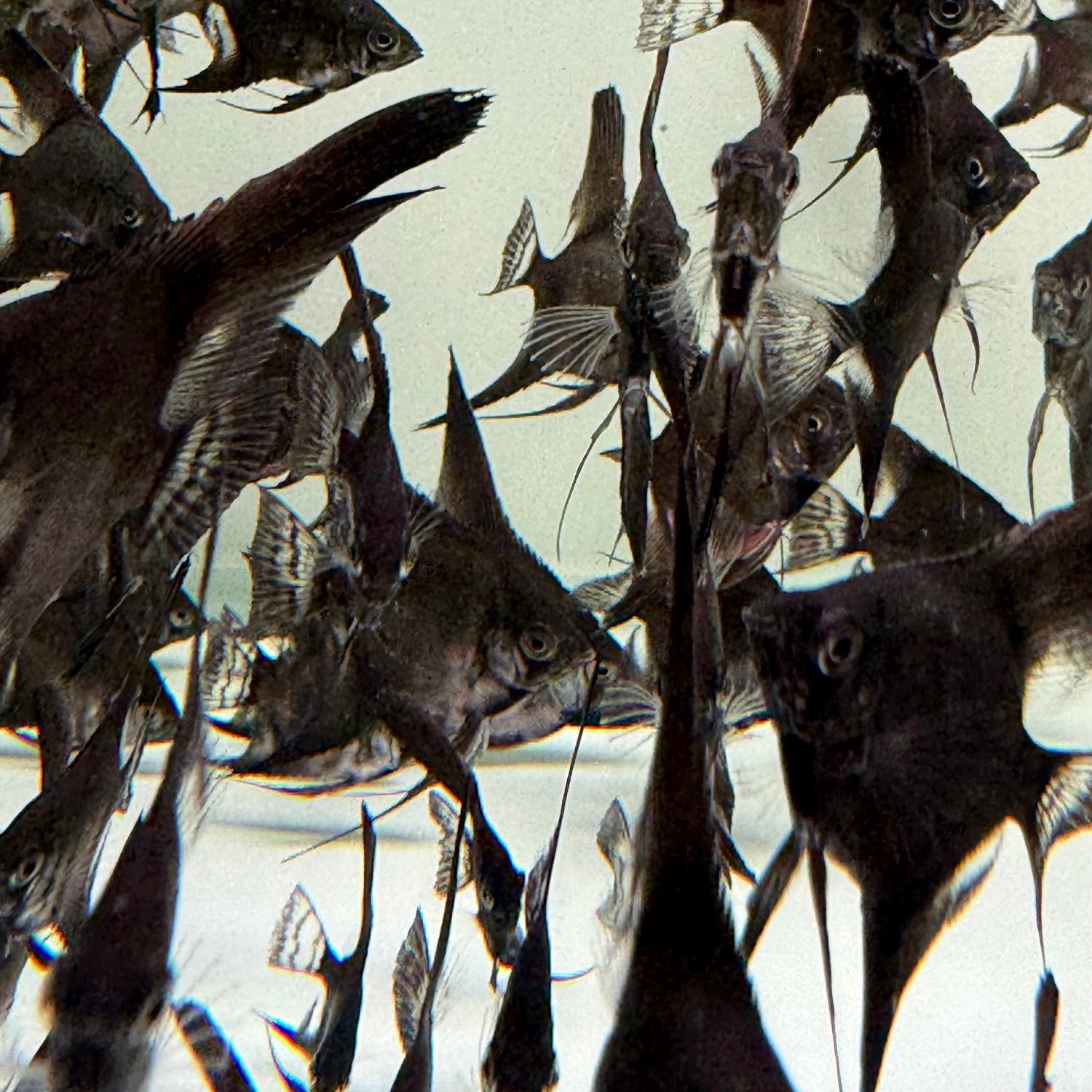 Black Angelfish - The Aquascape Shop