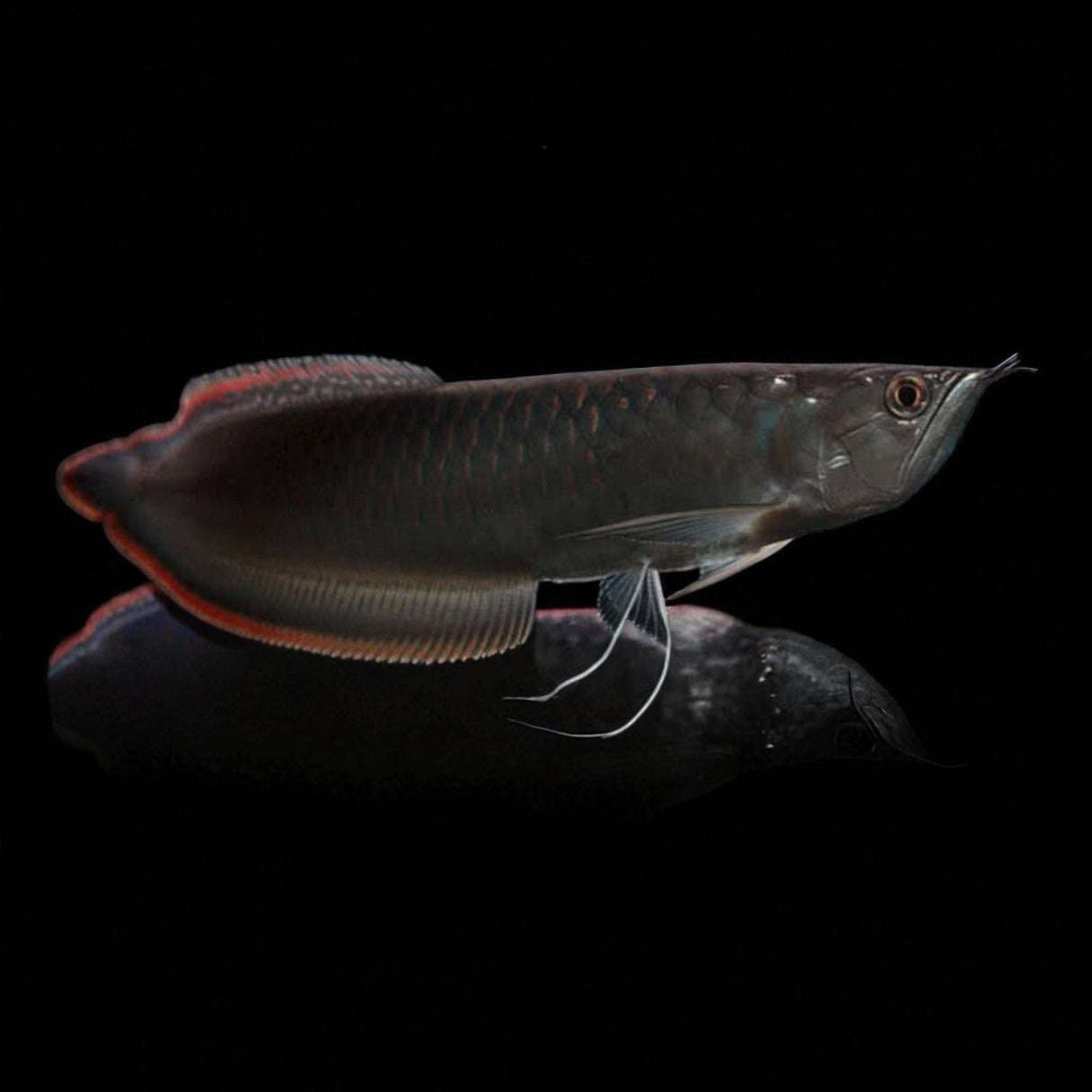 Black Arowana - The Aquascape Shop