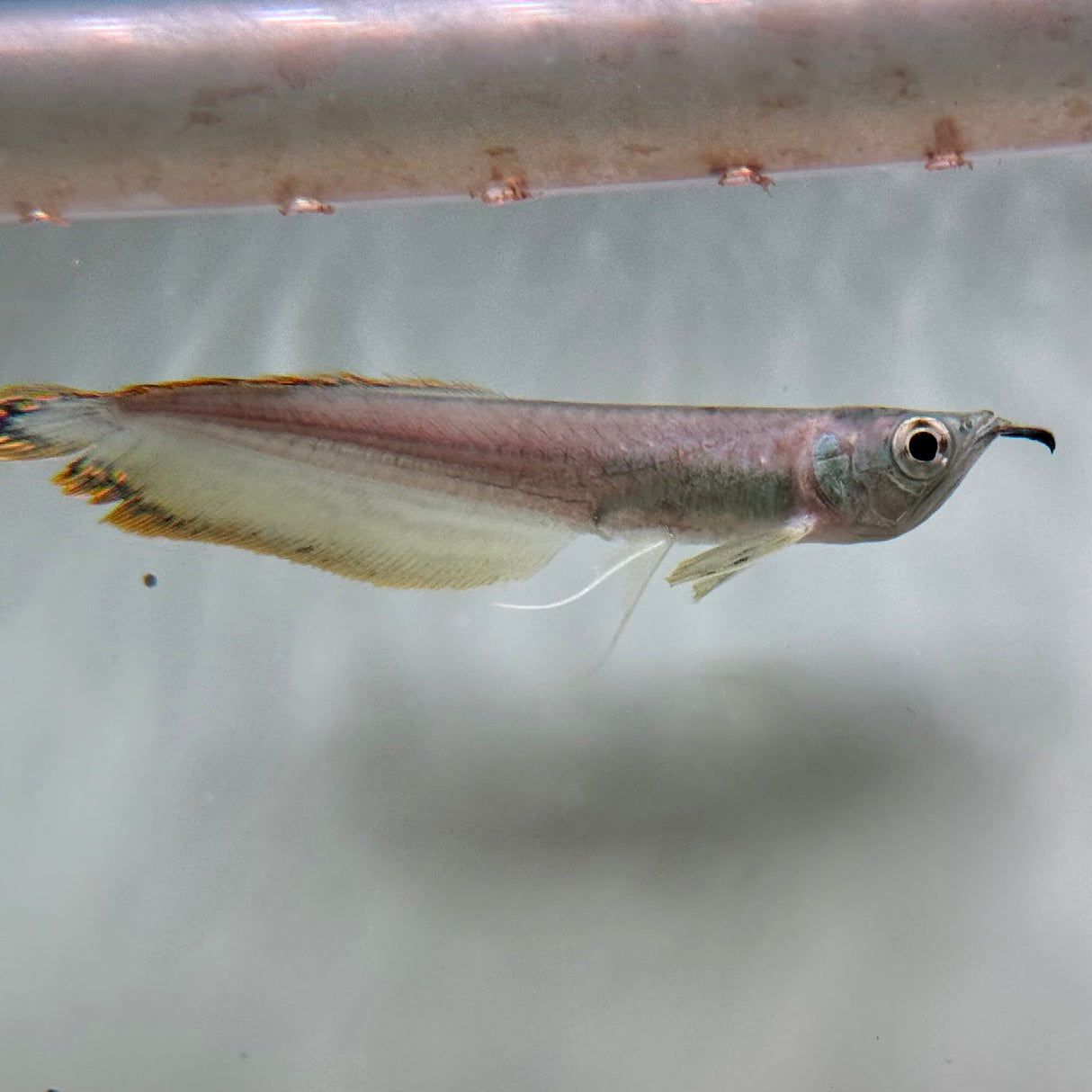 Black Arowana - The Aquascape Shop