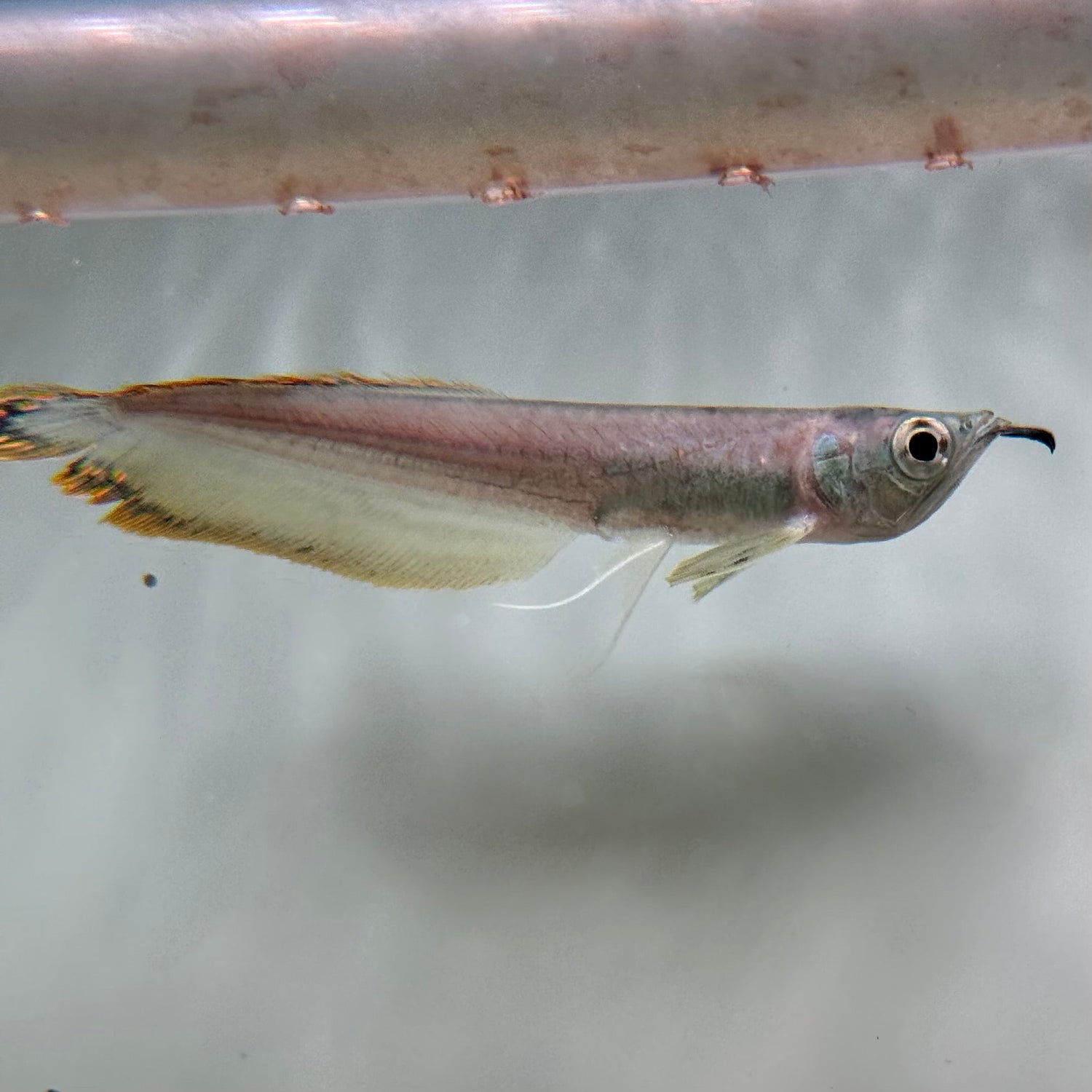 Black Arowana - The Aquascape Shop