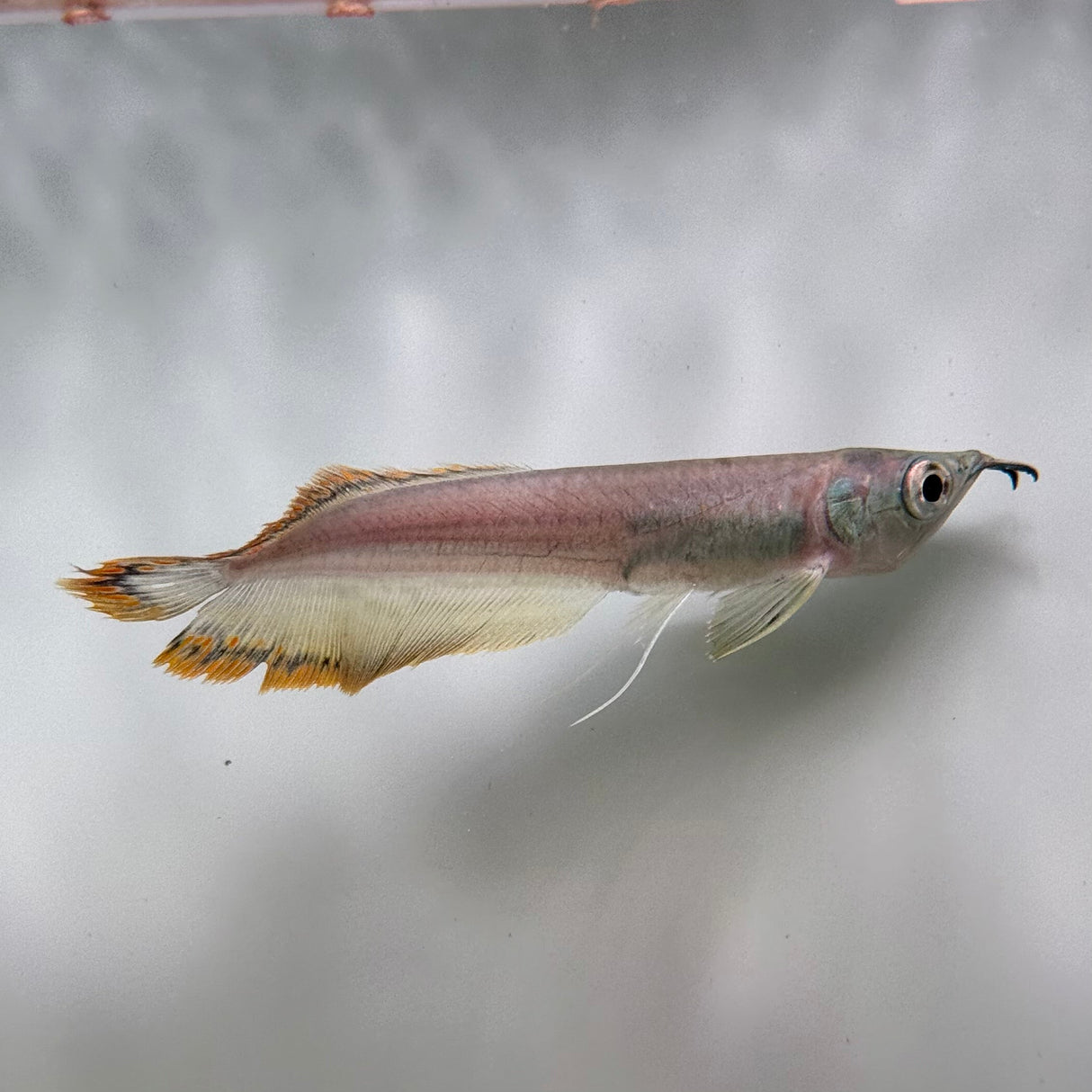 Black Arowana - The Aquascape Shop