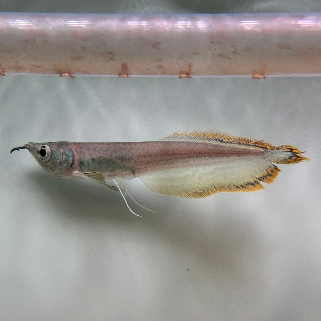 Black Arowana - The Aquascape Shop