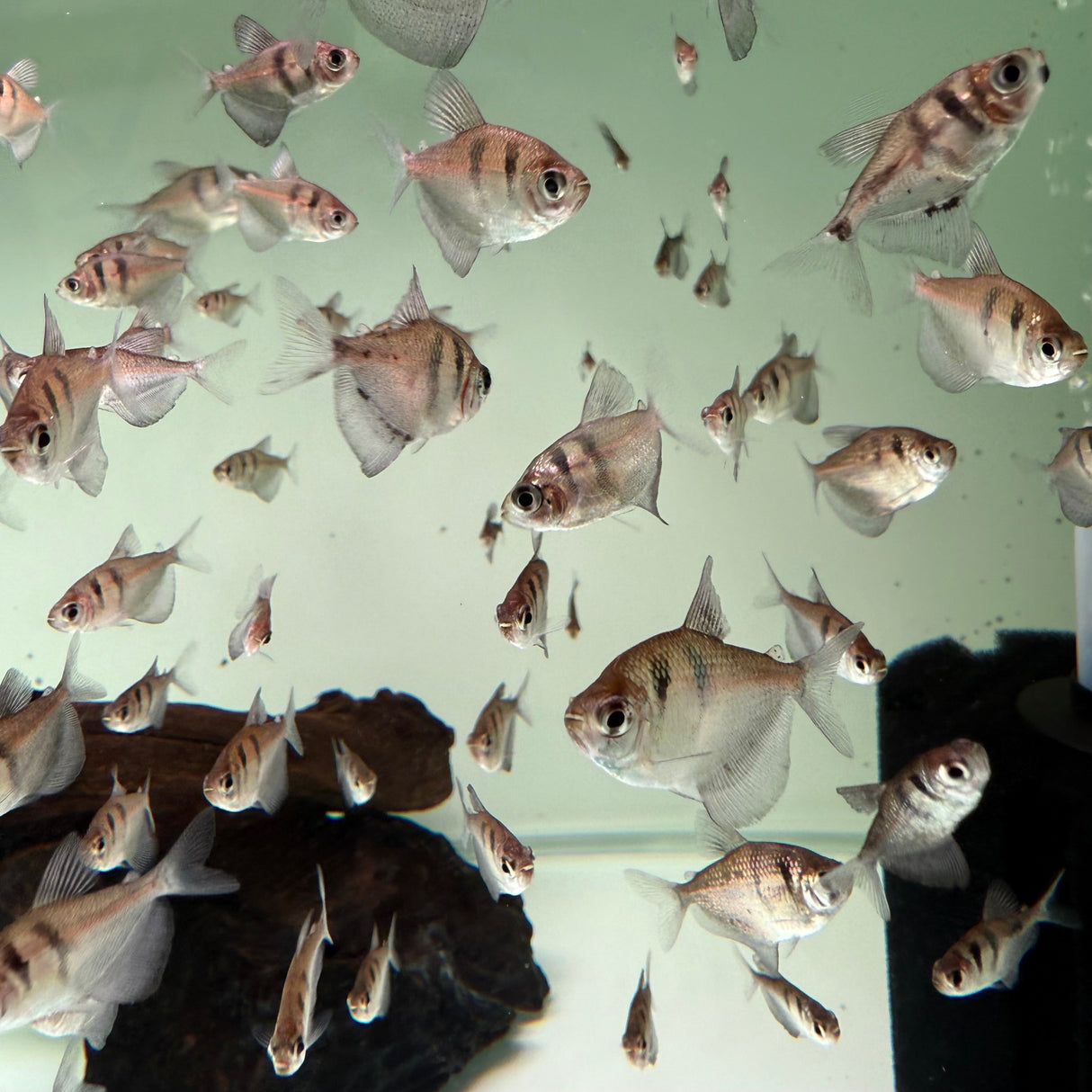 Black Widow Tetra - The Aquascape Shop