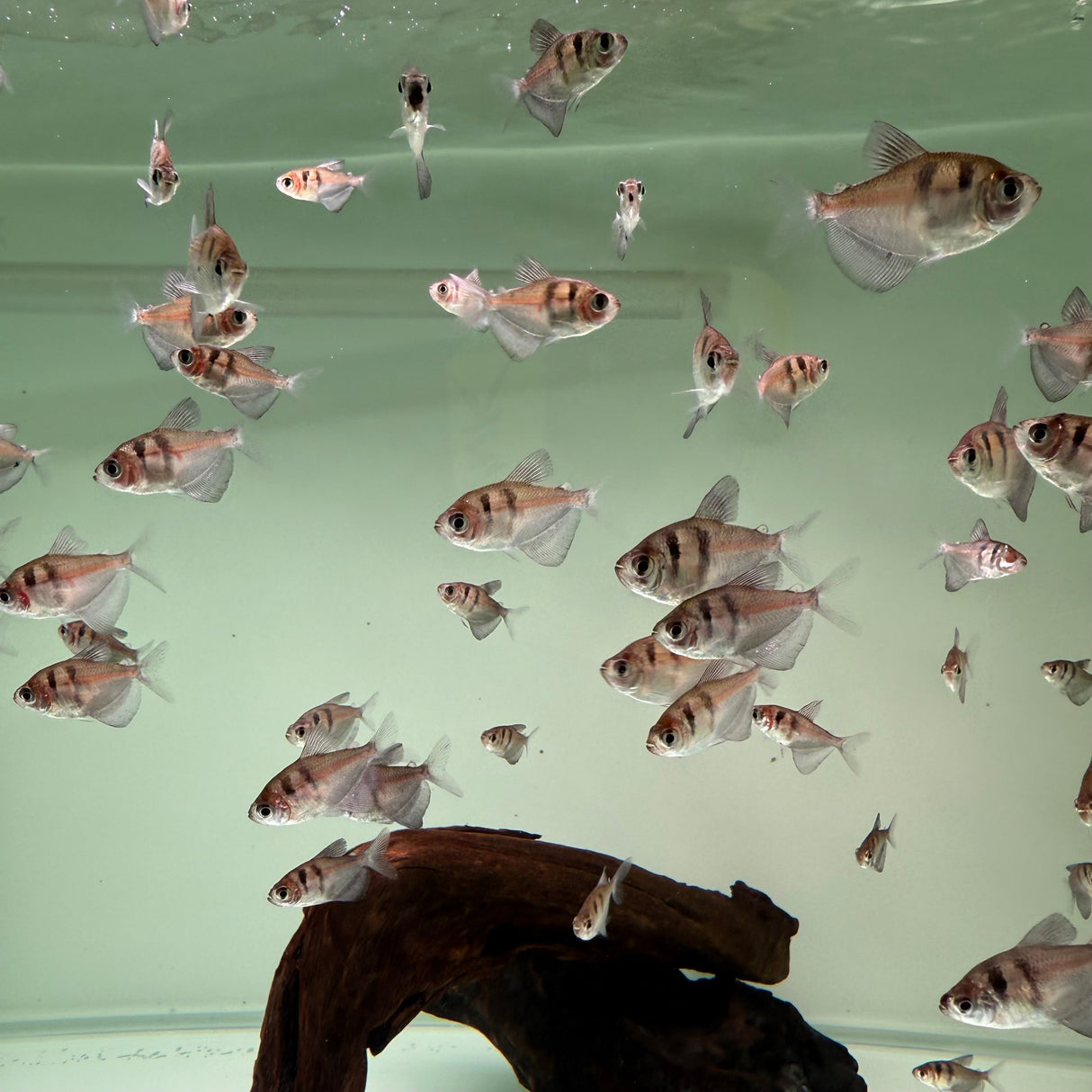 Black Widow Tetra - The Aquascape Shop