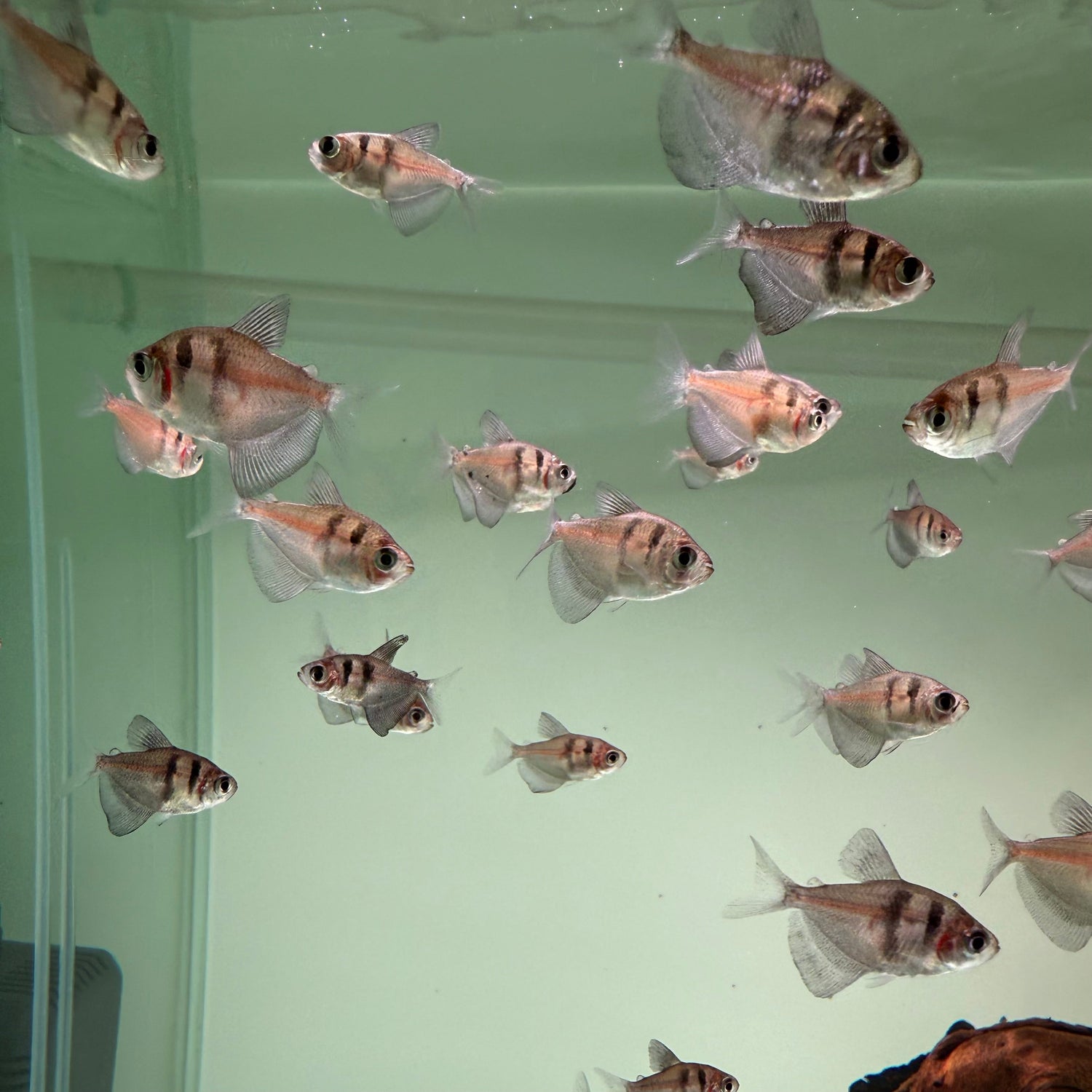 Black Widow Tetra - The Aquascape Shop