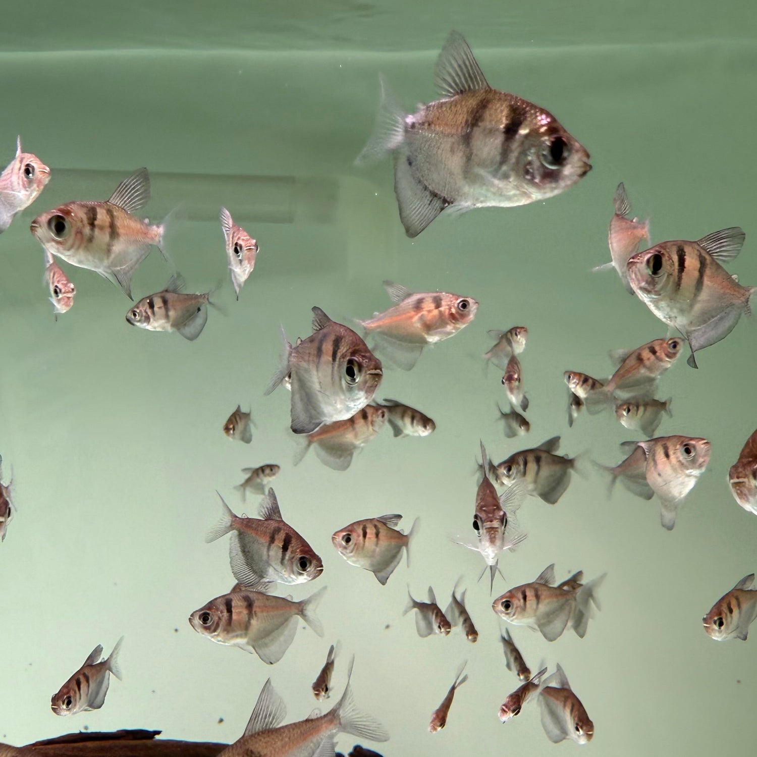 Black Widow Tetra - The Aquascape Shop