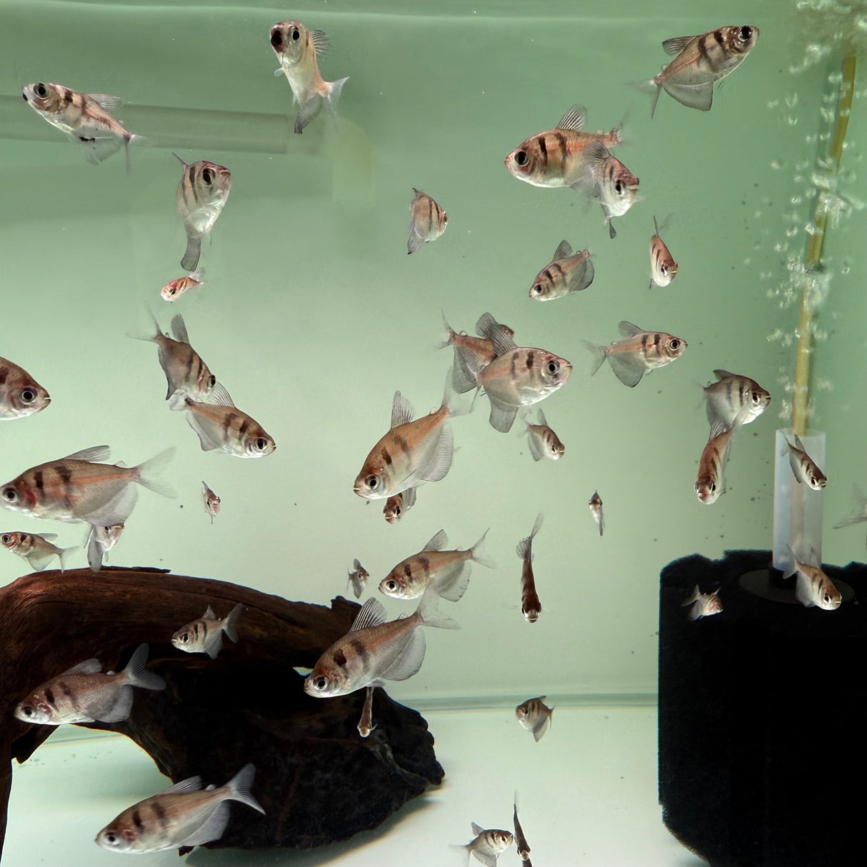 Black Widow Tetra - The Aquascape Shop