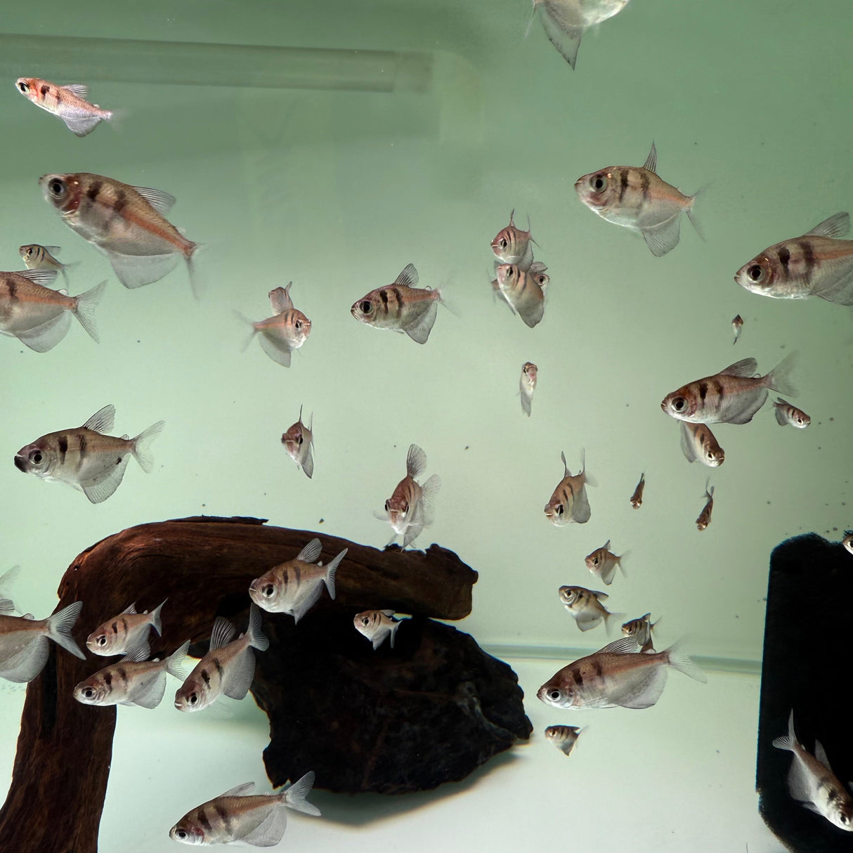 Black Widow Tetra - The Aquascape Shop