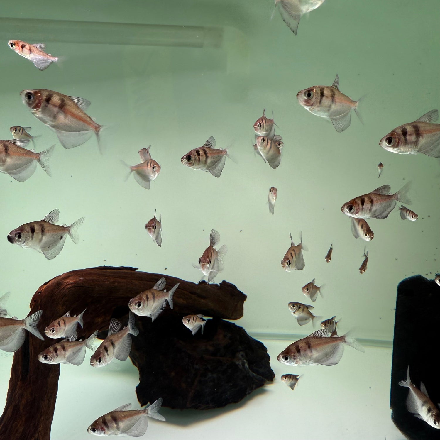 Black Widow Tetra - The Aquascape Shop