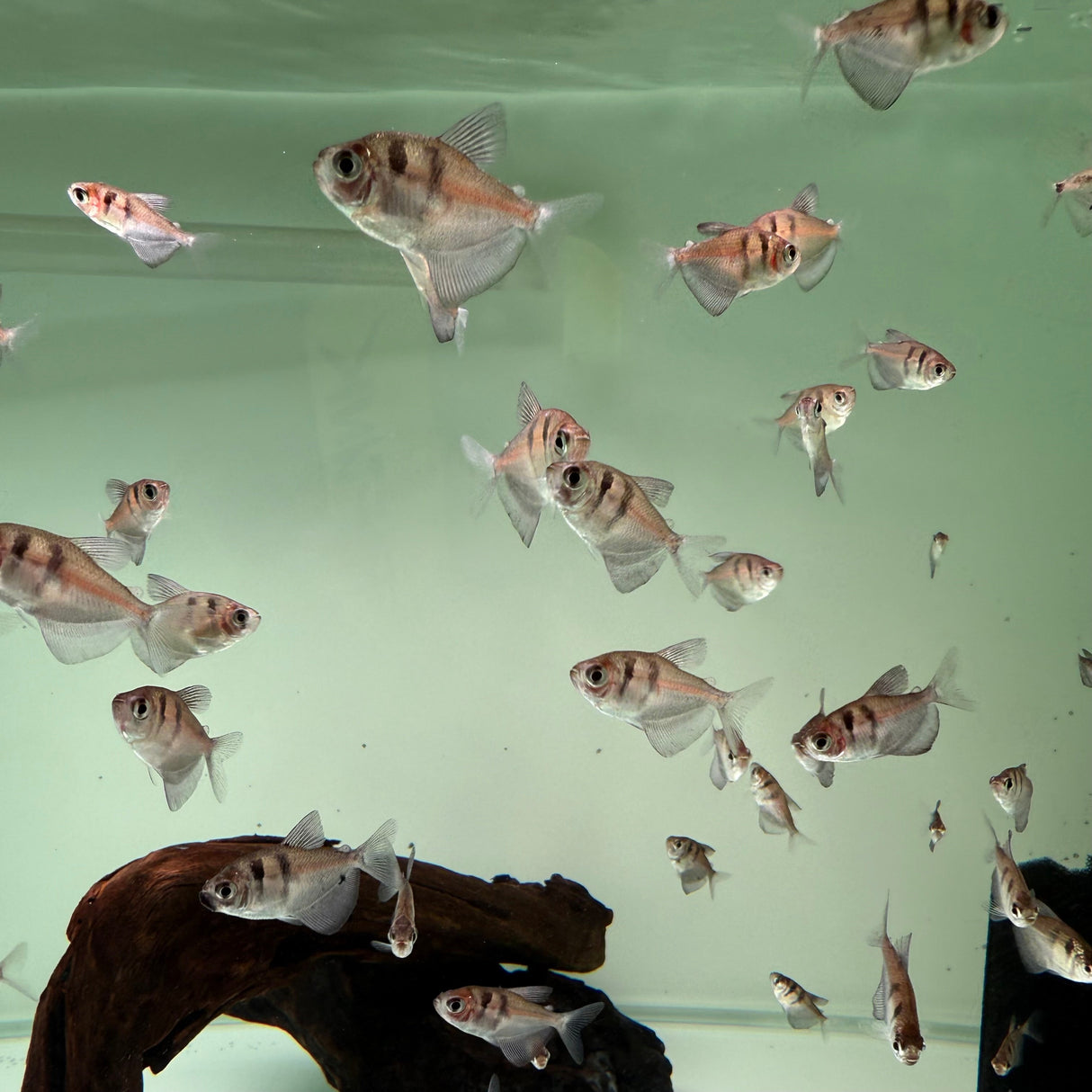 Black Widow Tetra - The Aquascape Shop