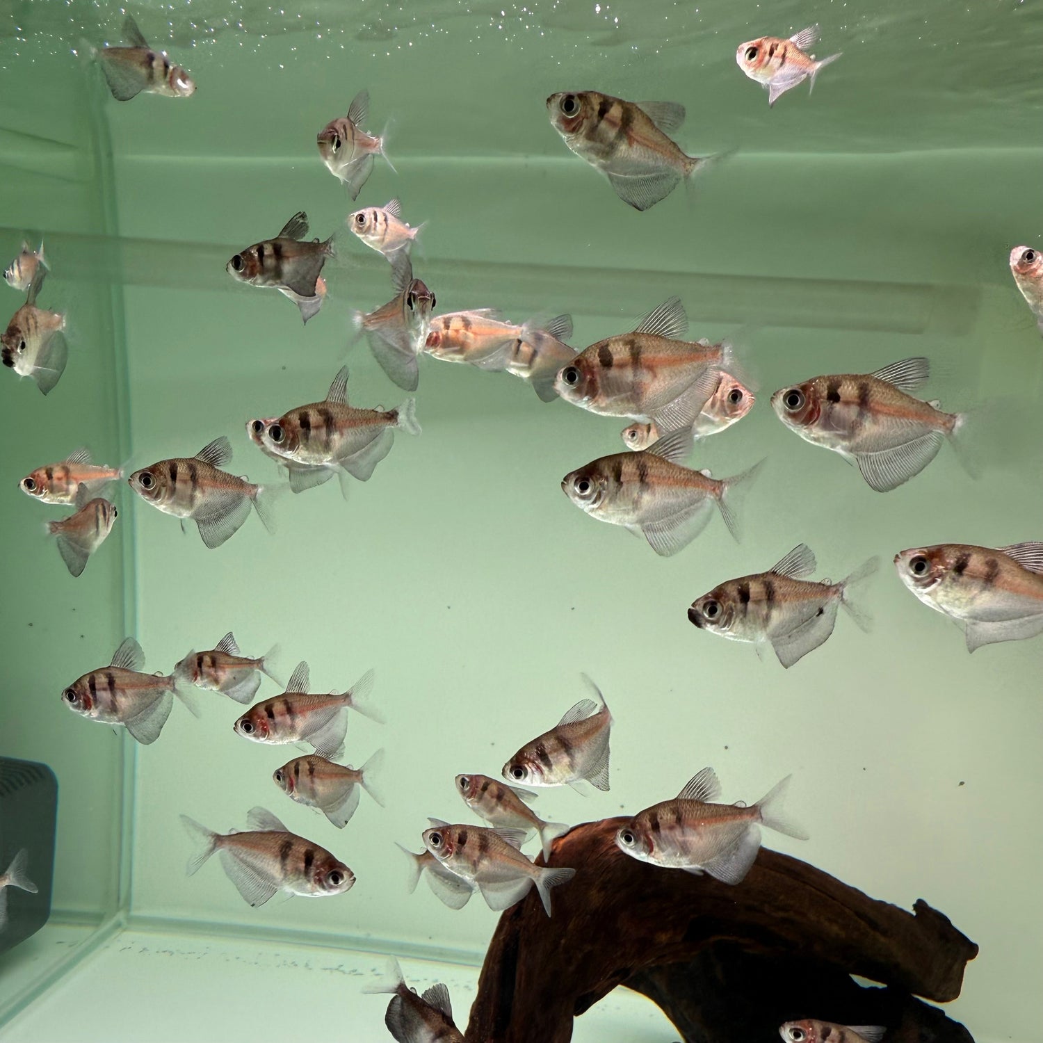 Black Widow Tetra - The Aquascape Shop