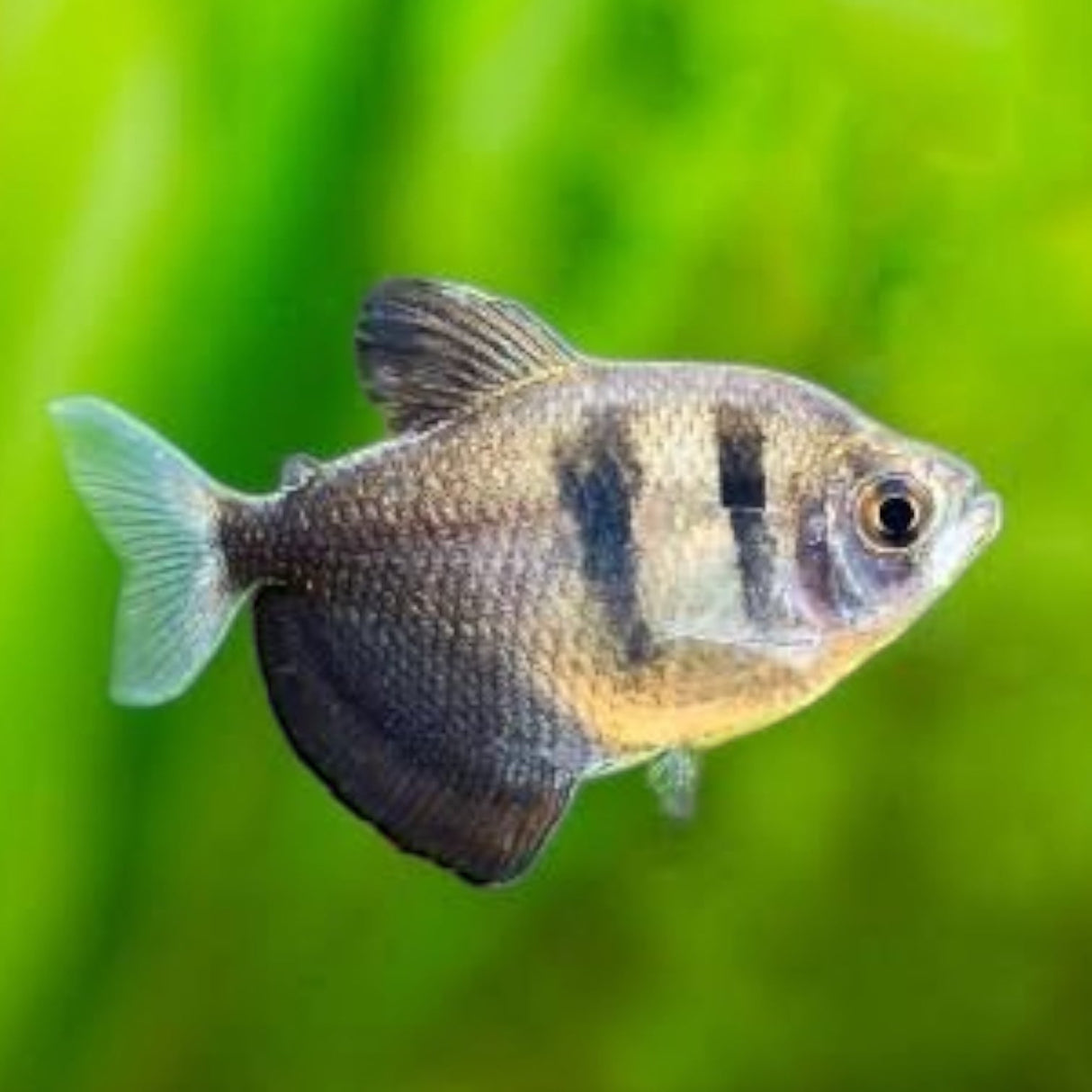 Black Widow Tetra - The Aquascape Shop