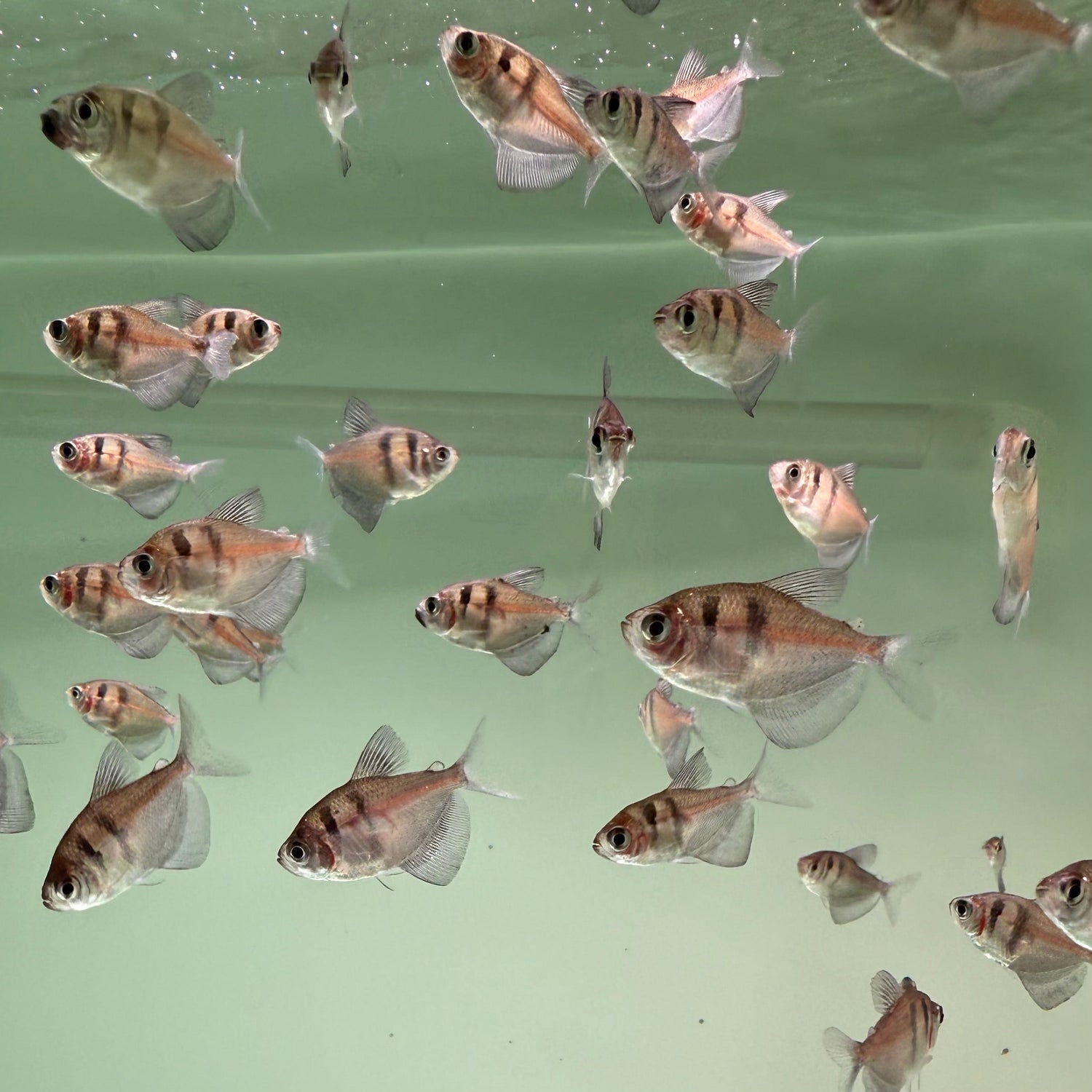 Black Widow Tetra - The Aquascape Shop