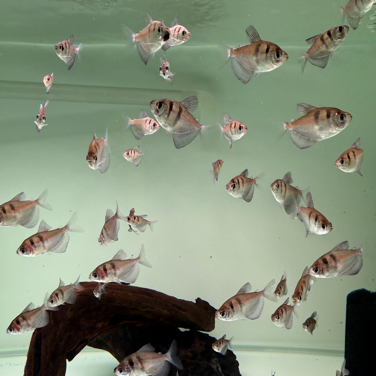 Black Widow Tetra - The Aquascape Shop