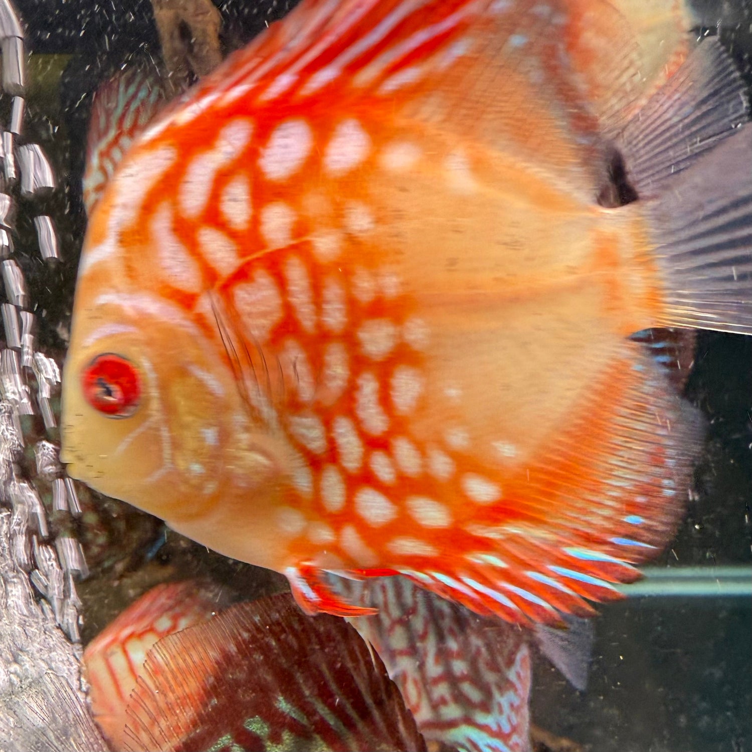 Blood Red Map Discus - The Aquascape Shop
