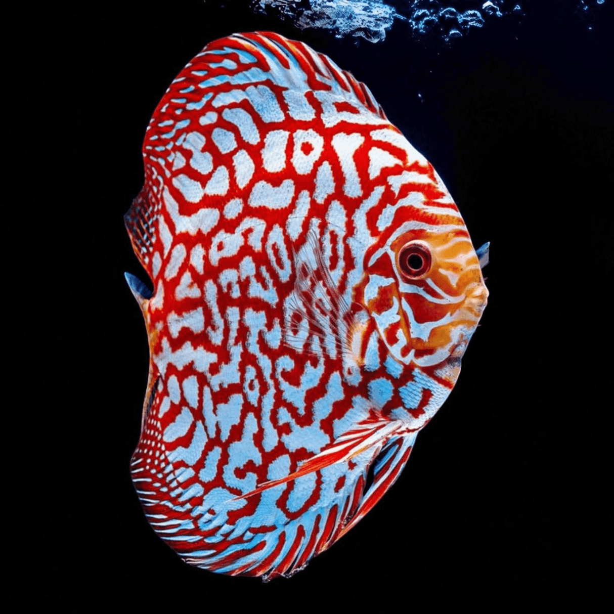 Blood Red Map Discus - The Aquascape Shop
