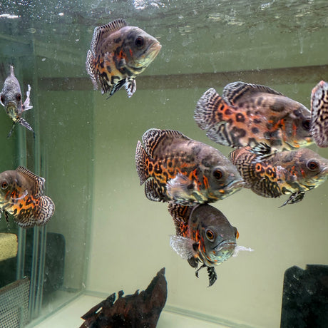 Blood Red Oscar - The Aquascape Shop