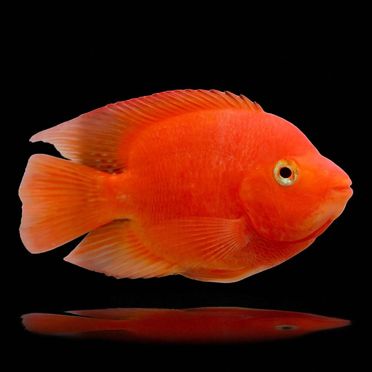 Blood - red Parrot Cichlid - The Aquascape Shop