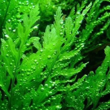 Bolbitis Heudelotii - The Aquascape Shop