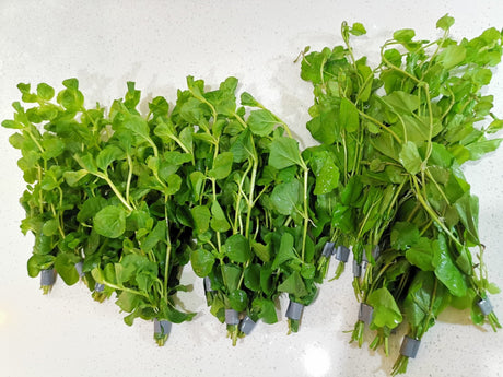 Cardamine Lyrata - The Aquascape Shop