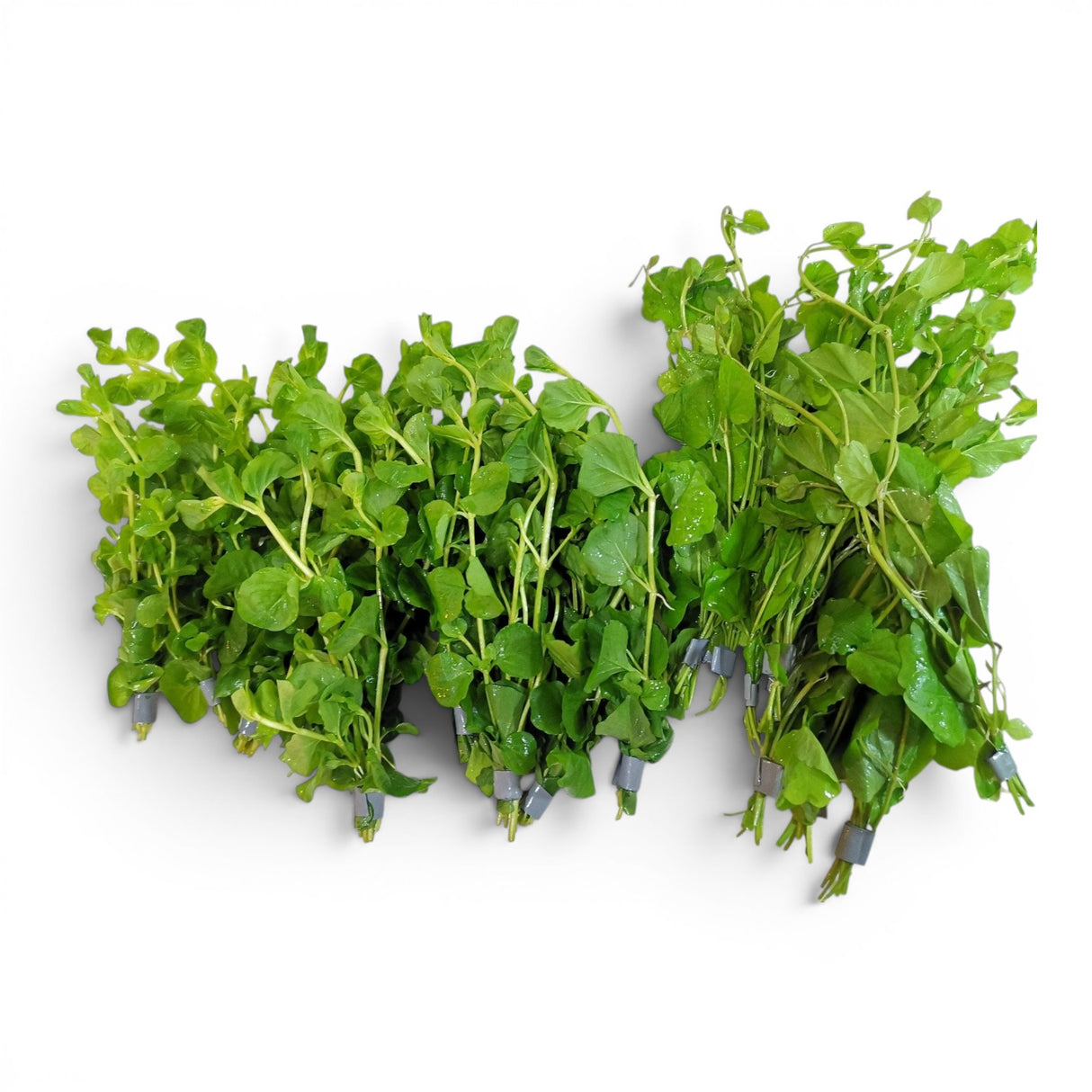 Cardamine Lyrata - The Aquascape Shop