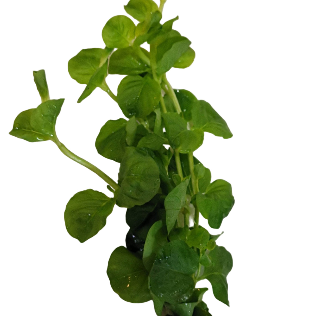 Cardamine Lyrata - The Aquascape Shop