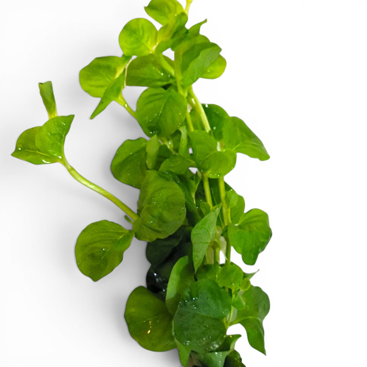 Cardamine Lyrata - The Aquascape Shop