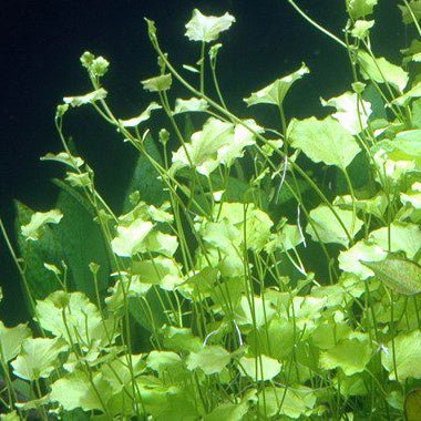Cardamine Lyrata - The Aquascape Shop