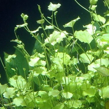 Cardamine Lyrata - The Aquascape Shop