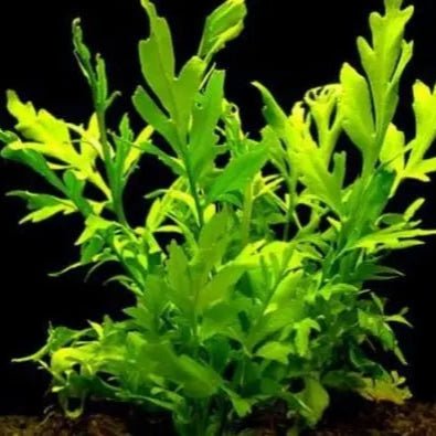 Ceratopteris Cornuta - Broad Leaf Indian Fern - The Aquascape Shop