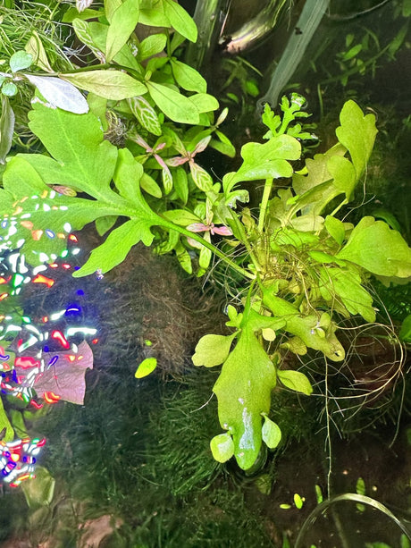 Ceratopteris Cornuta - Broad Leaf Indian Fern - The Aquascape Shop