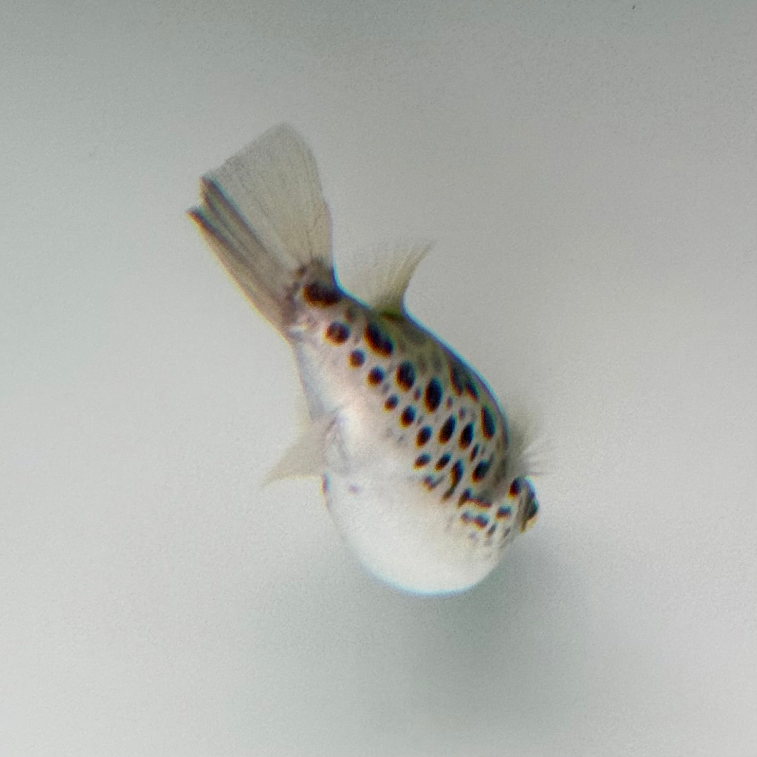 Ceylon Green Pufferfish - The Aquascape Shop