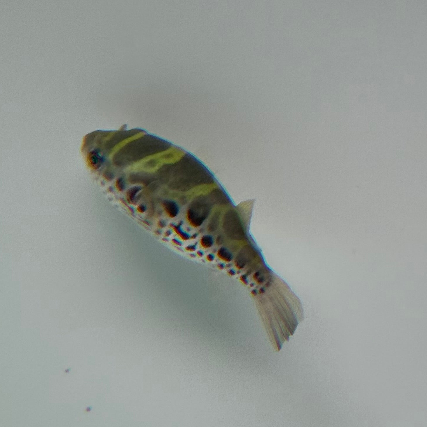 Ceylon Green Pufferfish - The Aquascape Shop