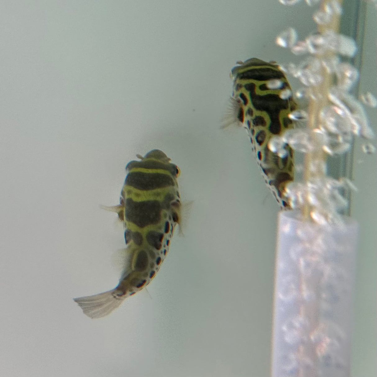 Ceylon Green Pufferfish - The Aquascape Shop