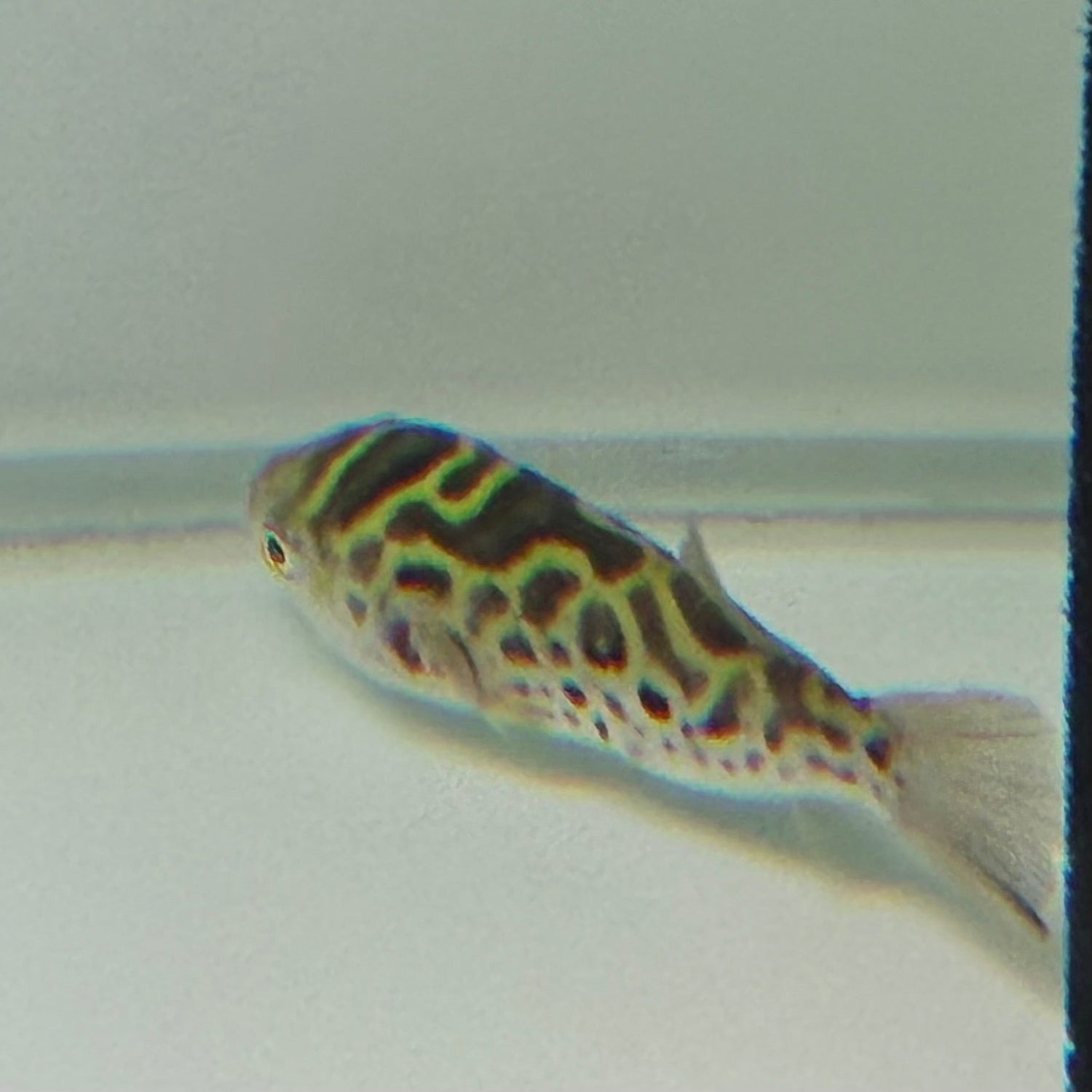 Ceylon Green Pufferfish - The Aquascape Shop