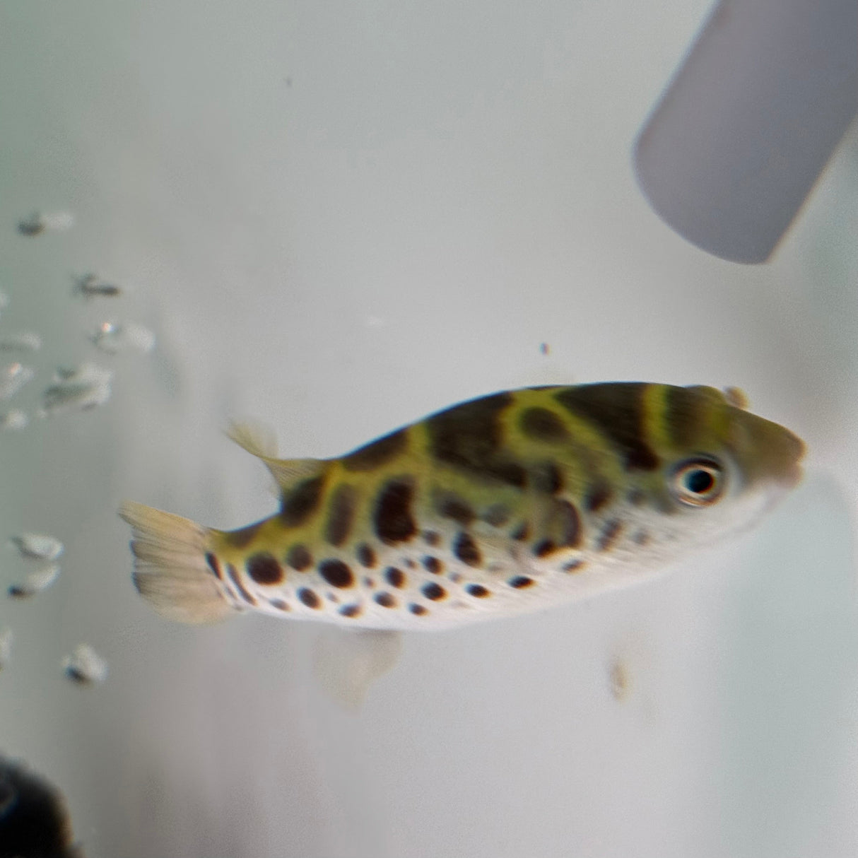Ceylon Green Pufferfish - The Aquascape Shop