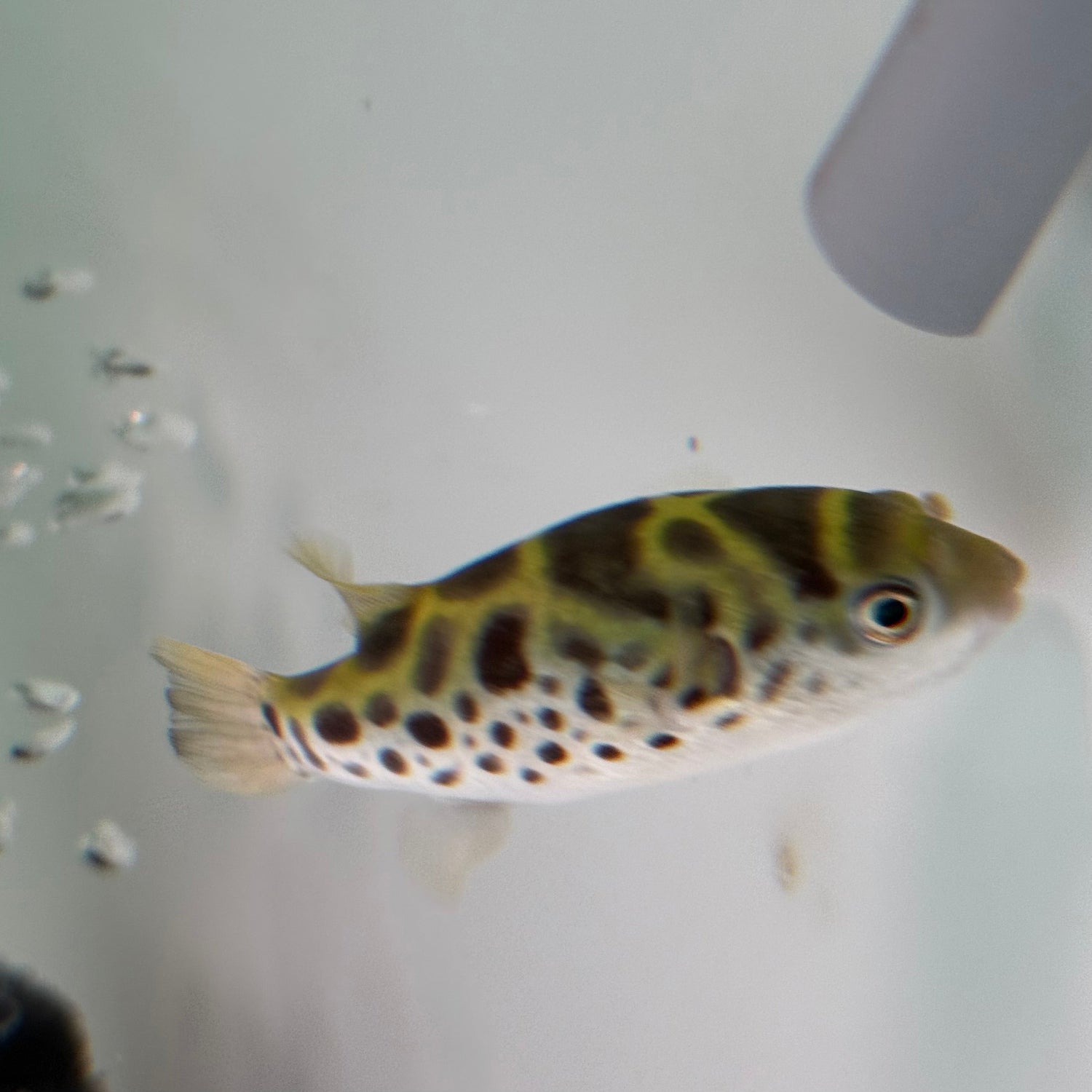 Ceylon Green Pufferfish - The Aquascape Shop