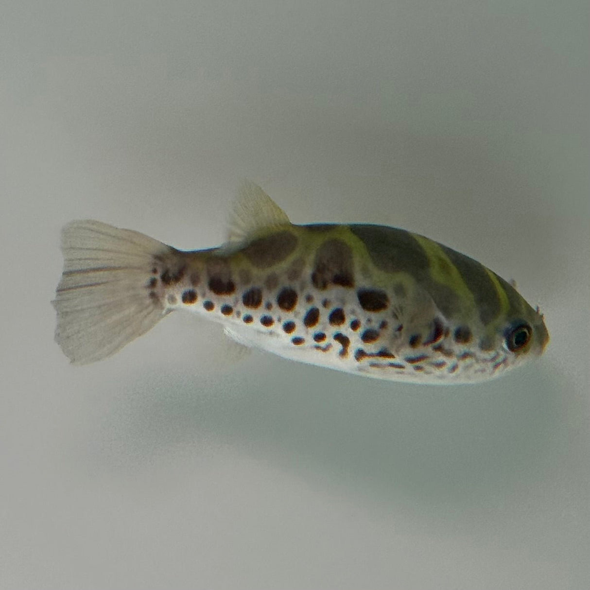 Ceylon Green Pufferfish - The Aquascape Shop