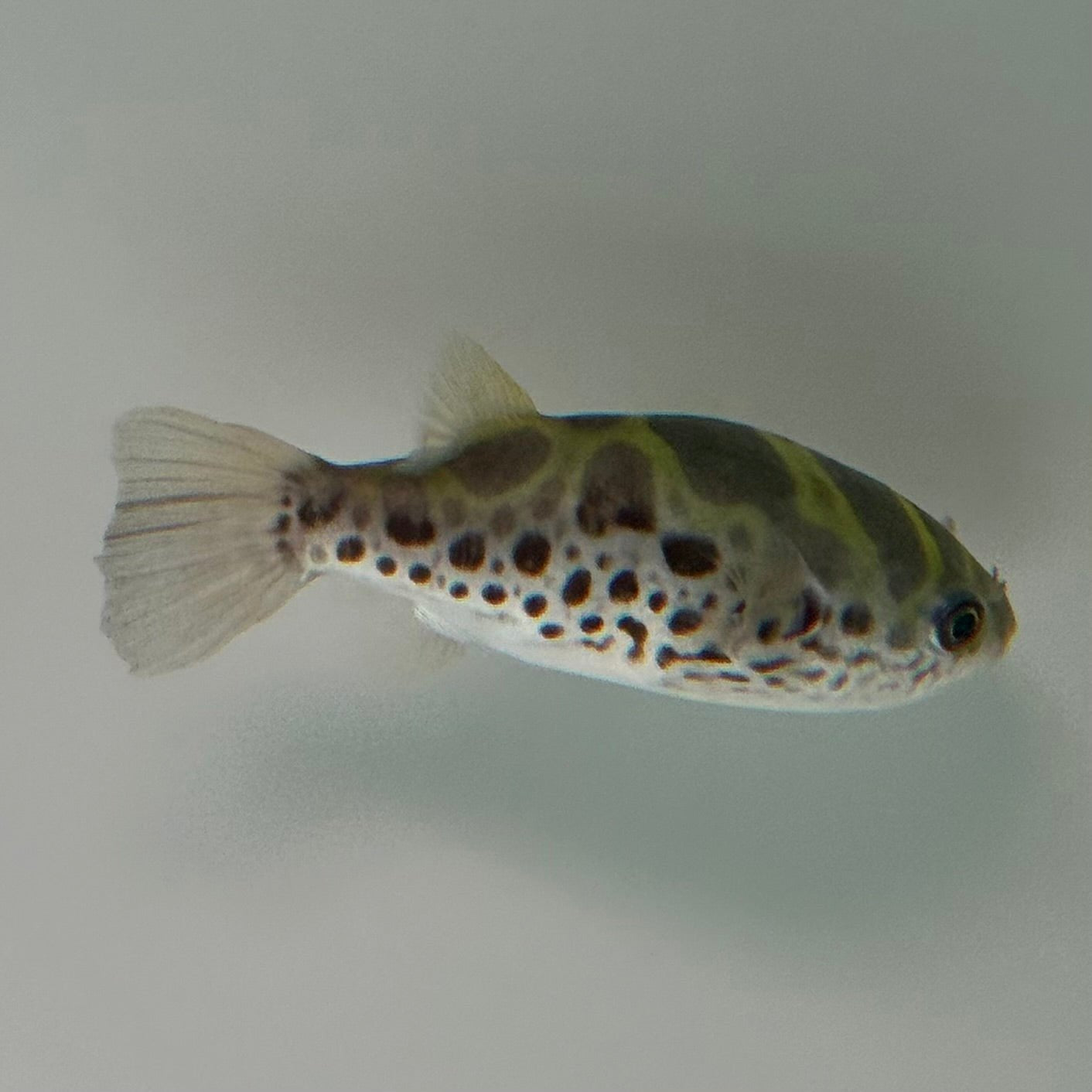 Ceylon Green Pufferfish - The Aquascape Shop