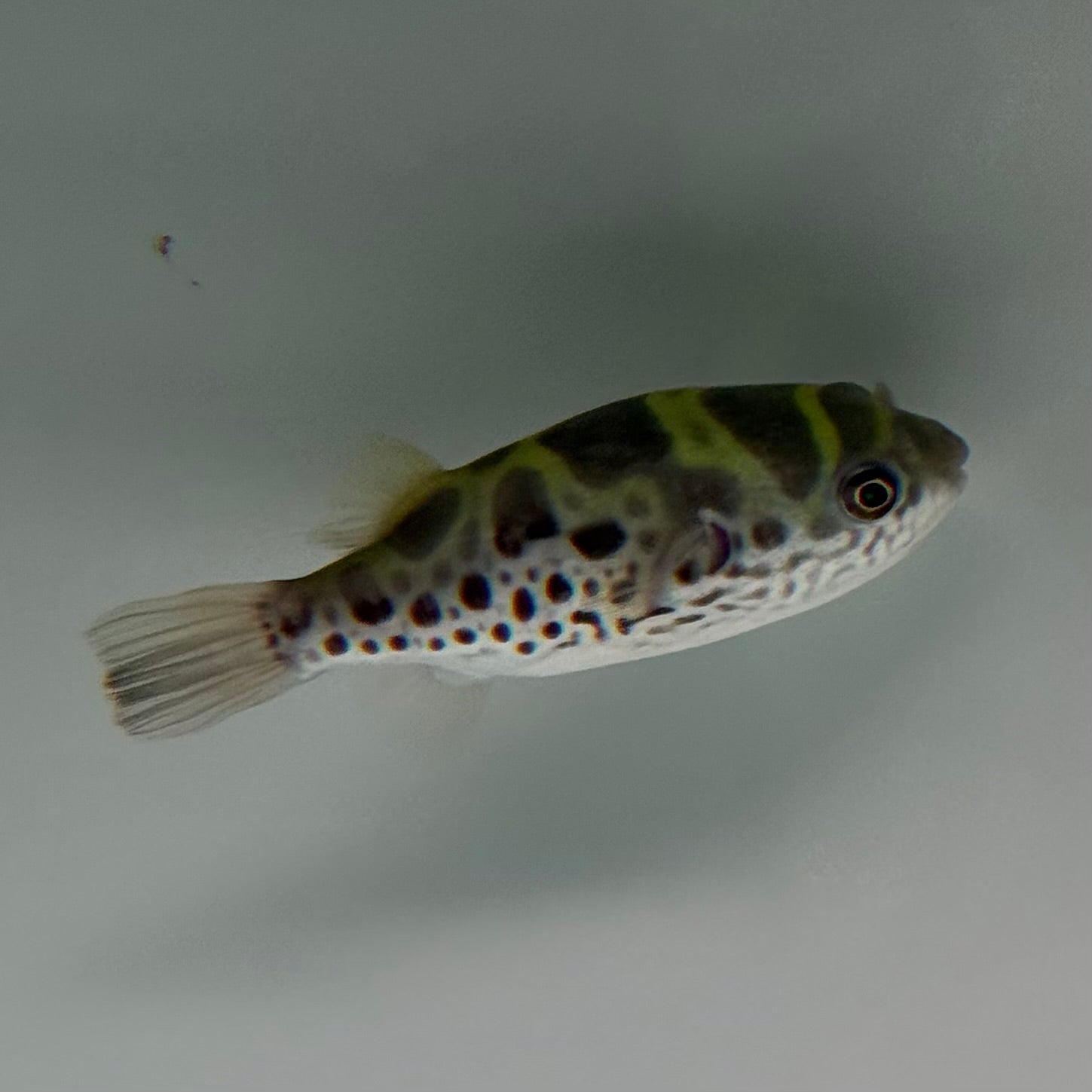 Ceylon Green Pufferfish - The Aquascape Shop
