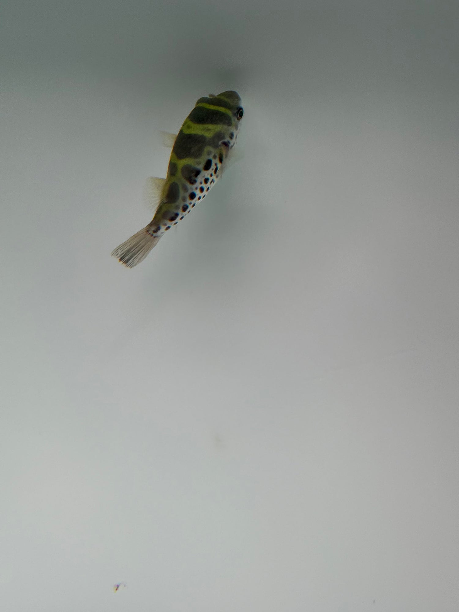 Ceylon Green Pufferfish - The Aquascape Shop