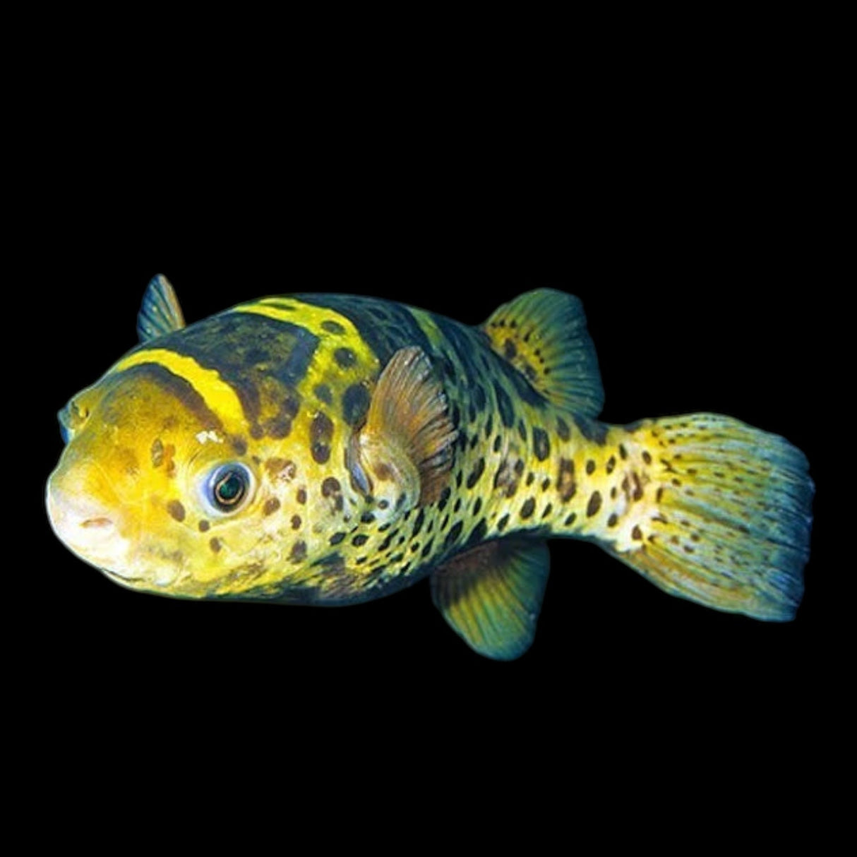 Ceylon Green Pufferfish - The Aquascape Shop